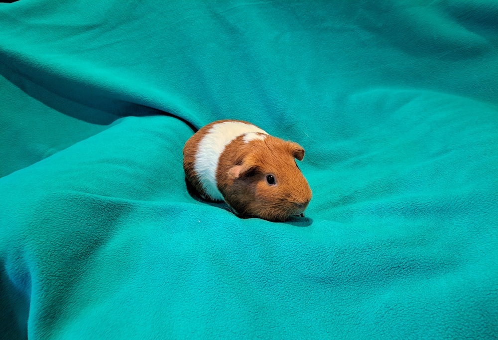 Huevos and Rancheros