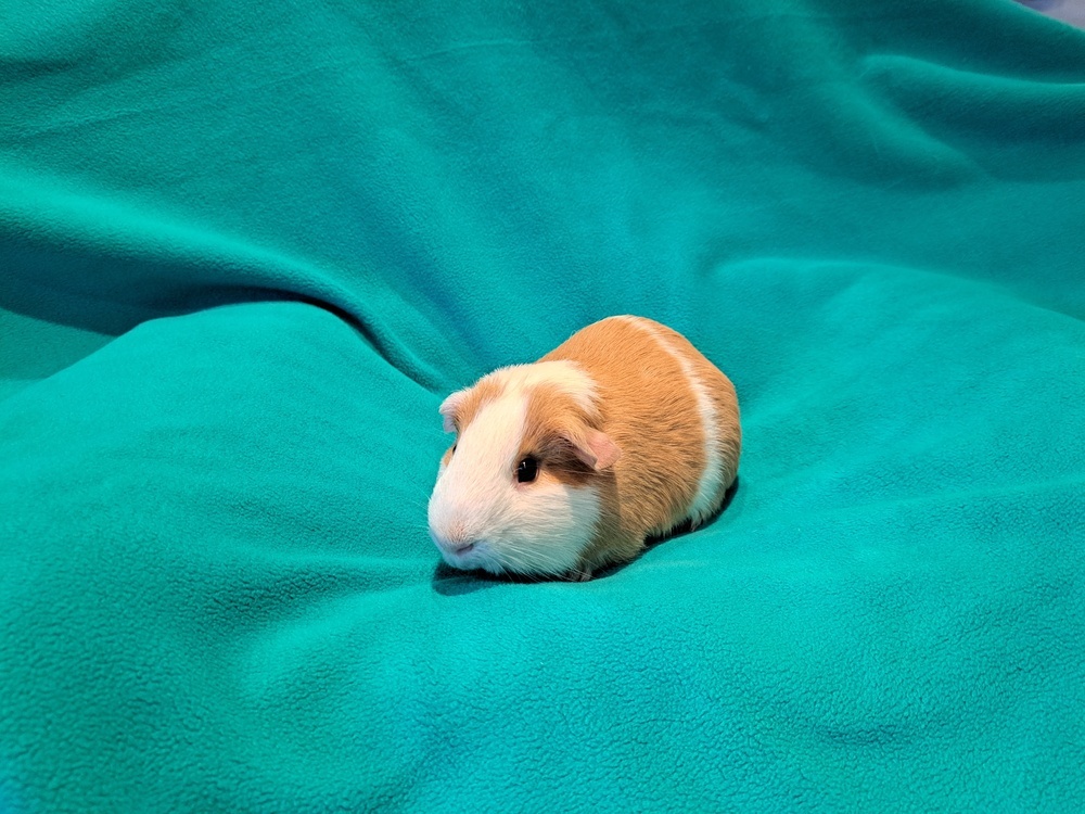 Huevos and Rancheros