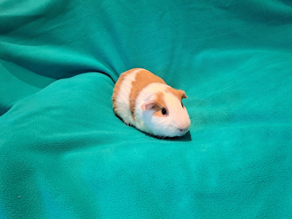 Huevos and Rancheros