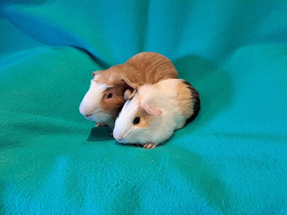 Bazooka and Bit O Honey