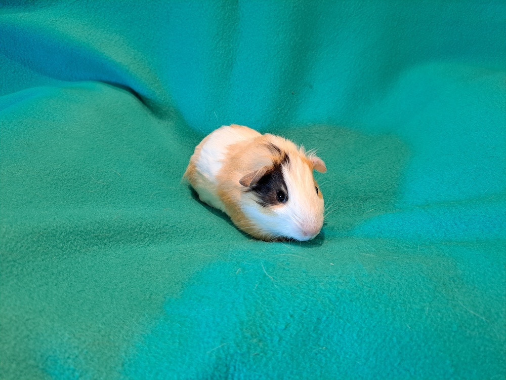 Bazooka and Bit O Honey