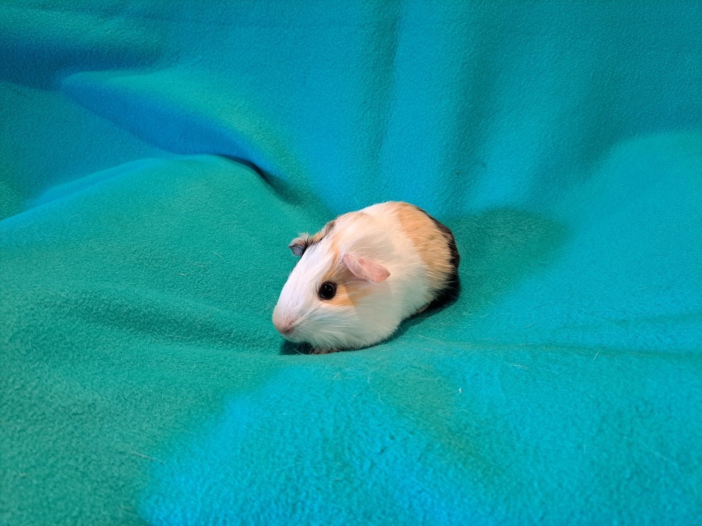 Bazooka and Bit O Honey