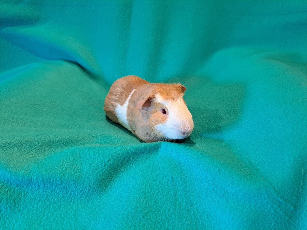 Bazooka and Bit O Honey