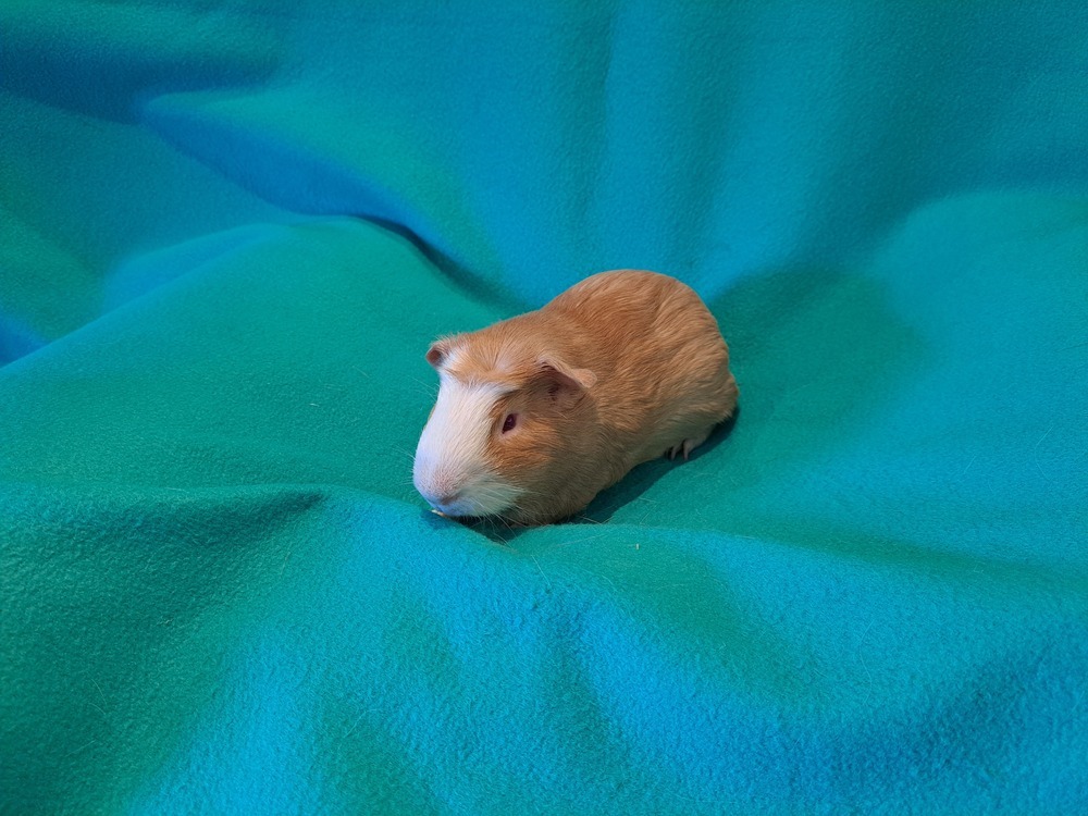 Bazooka and Bit O Honey