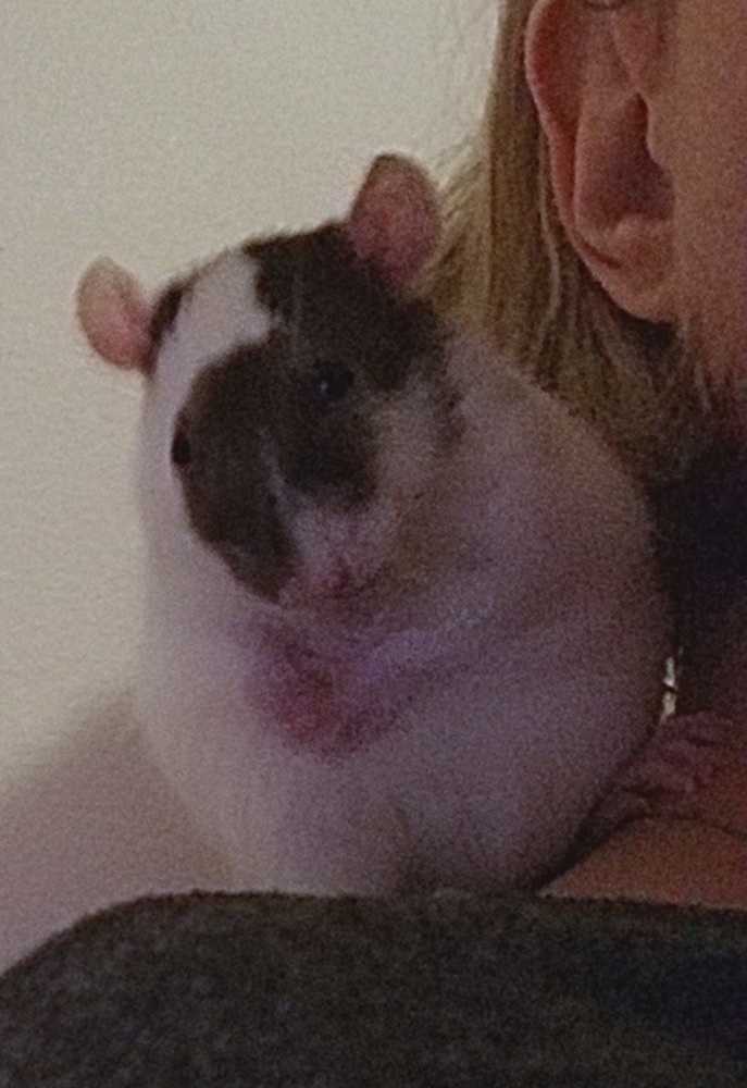 Ask About Our Available Rats!!!