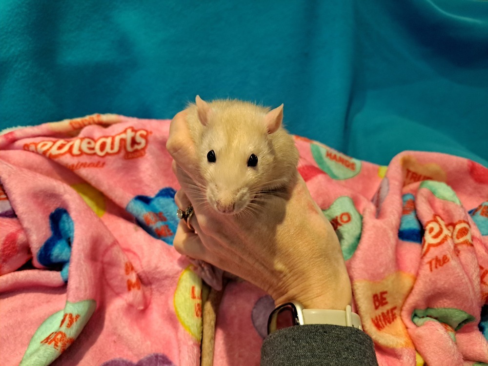 Ask About Our Available Rats!!!