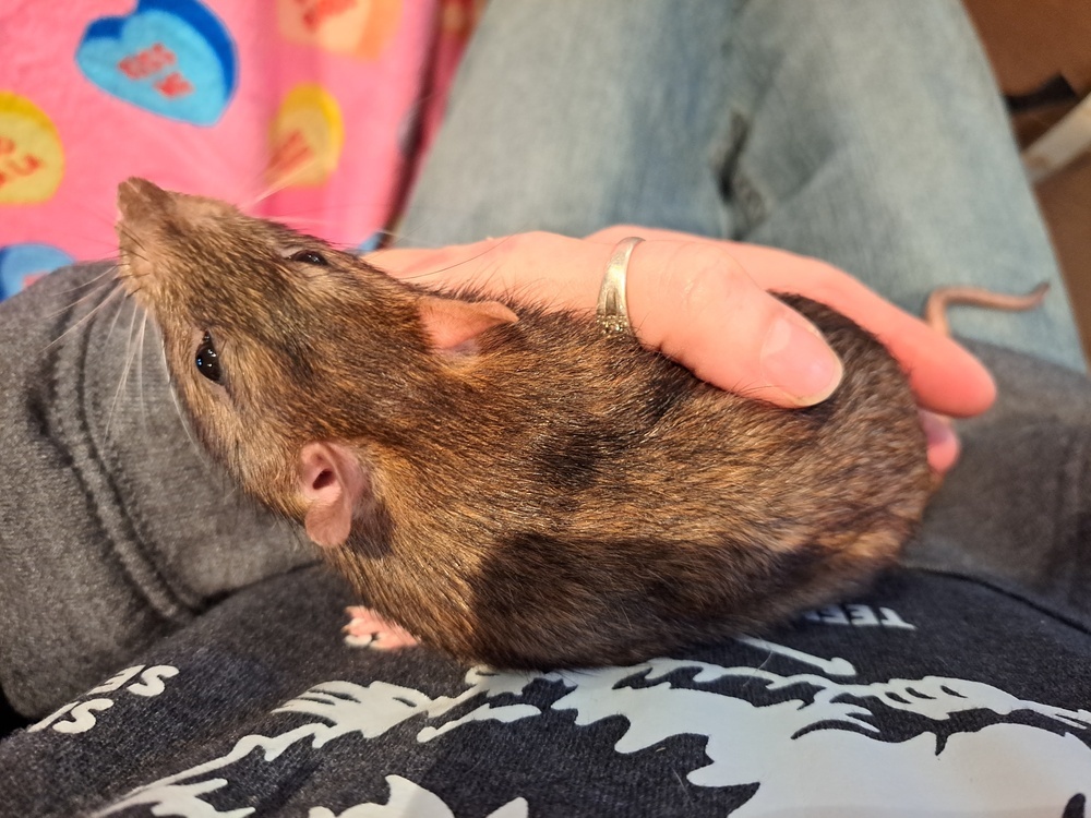 Ask About Our Available Rats!!!