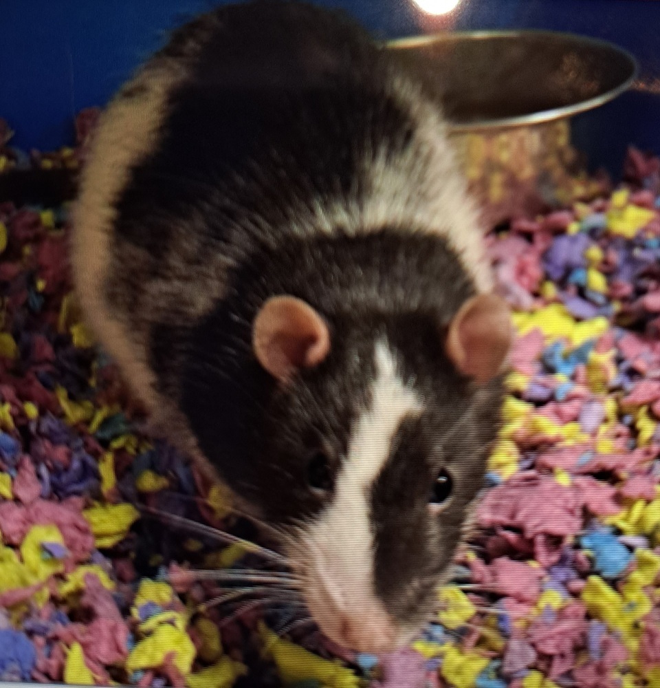 Ask About Our Available Rats!!!