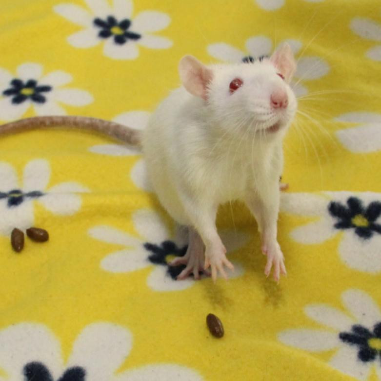 Ask About Our Available Rats!!!