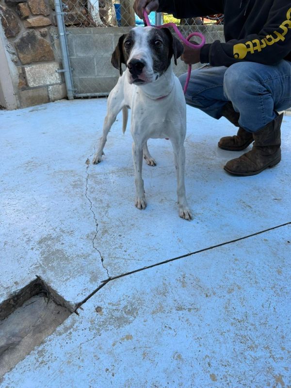 Green Beans thumbnail 2