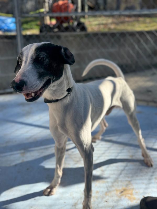 Green Beans thumbnail 3