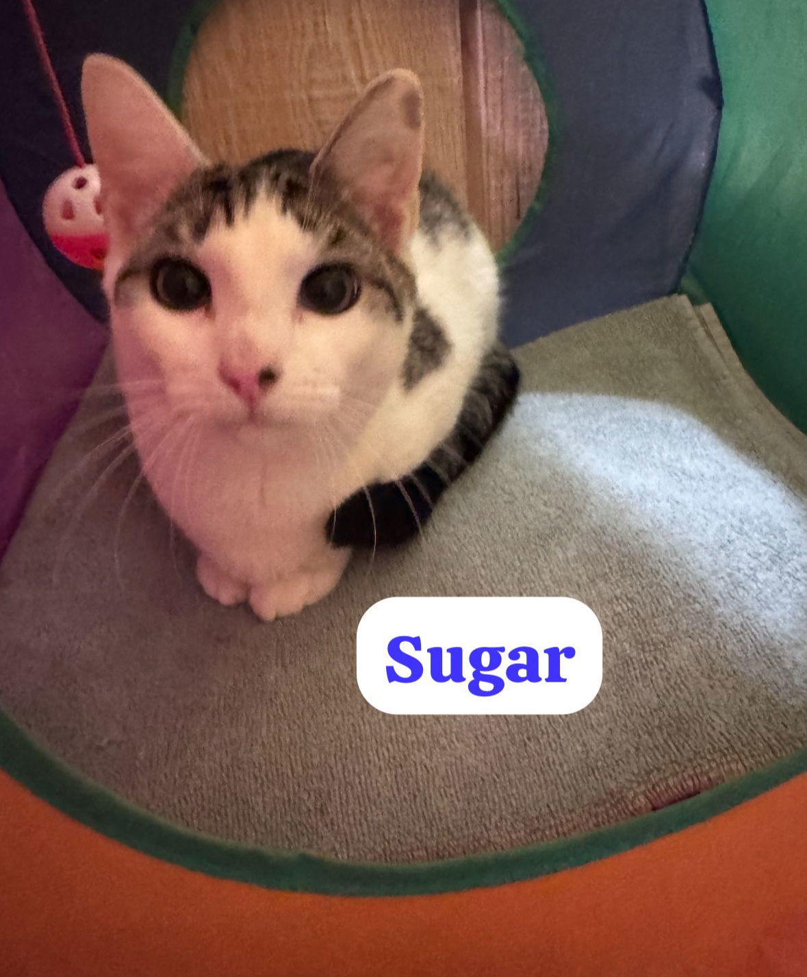 Sugar