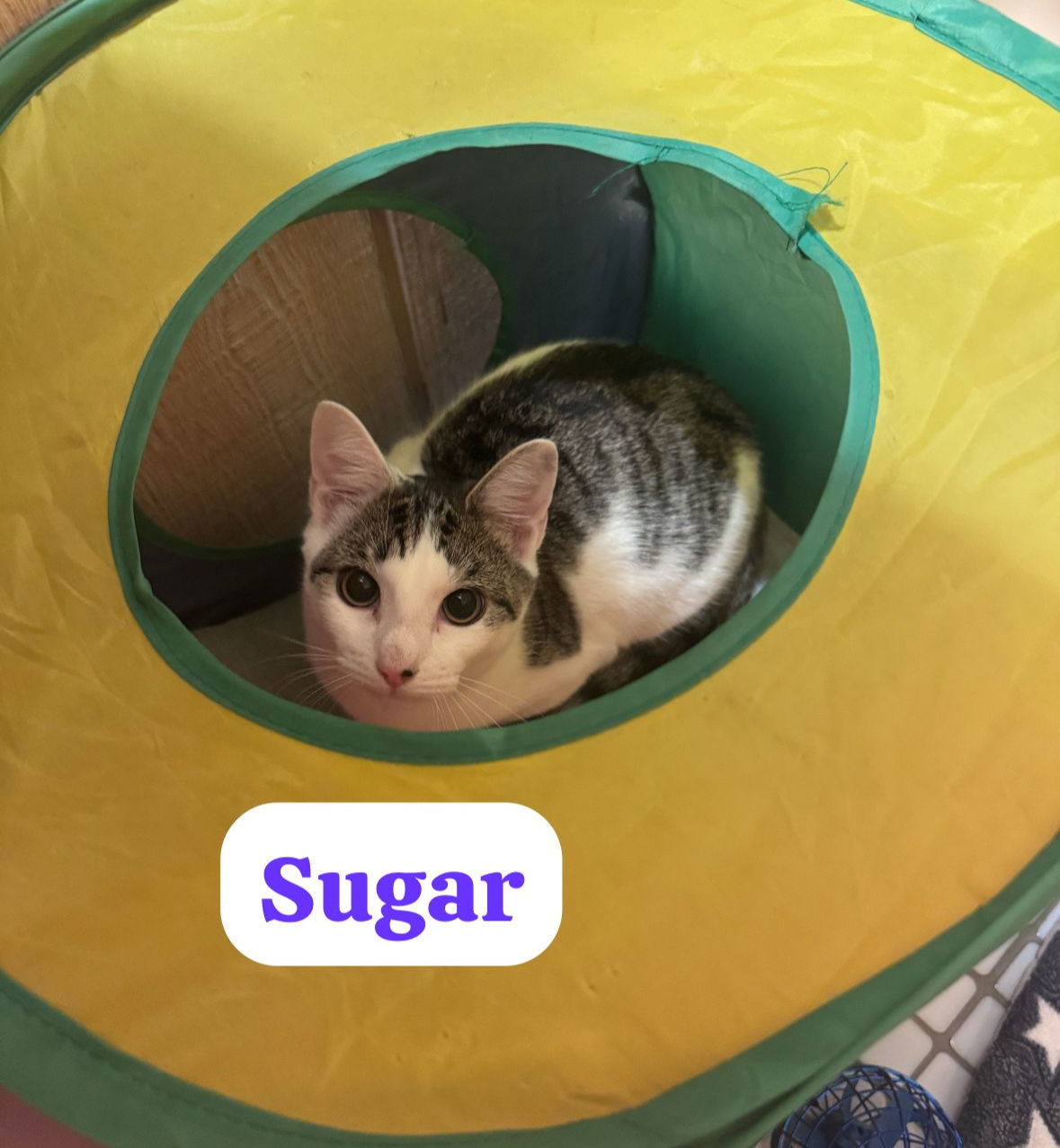 Sugar