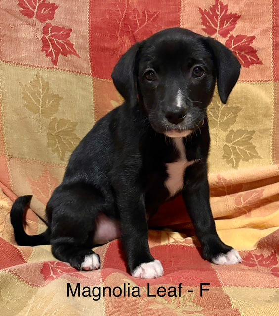 Magnolia Leaf