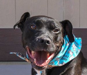 Chance - (CP) Foster or Adopt Me!