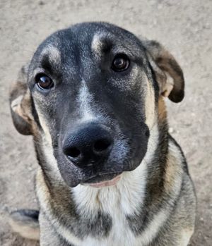 Hayden - (CP)-Foster or Adopt Me!