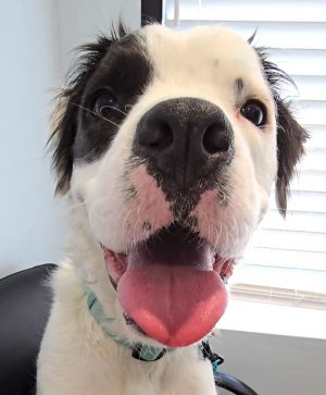 Drizzle (CP) - Foster or Adopt Me!