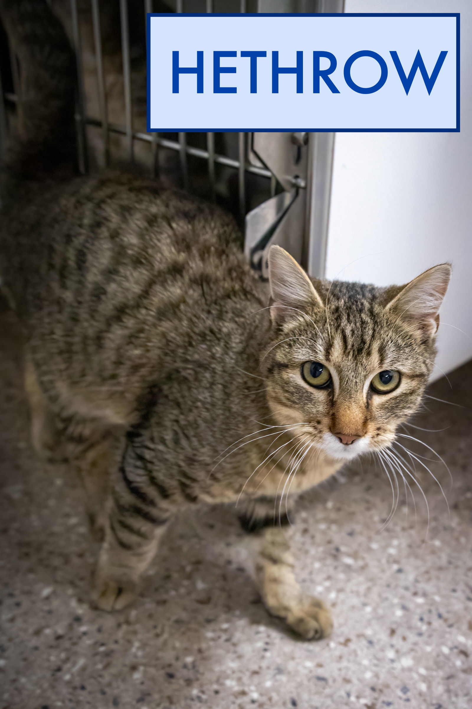 Hethrow (FCID# 10/20/2025 - 23 Trainer)