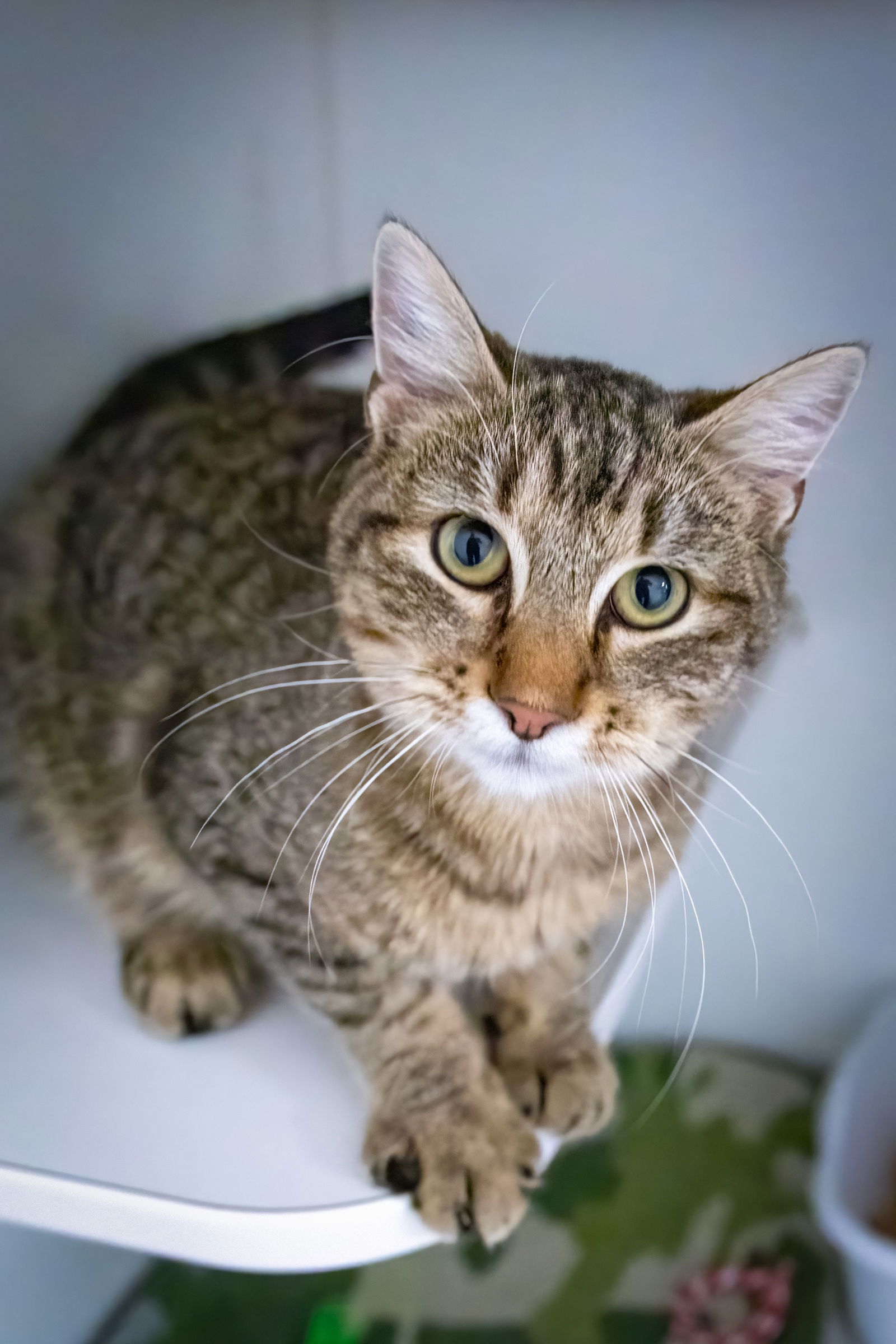 Hethrow (FCID# 10/20/2025 - 23 Trainer)