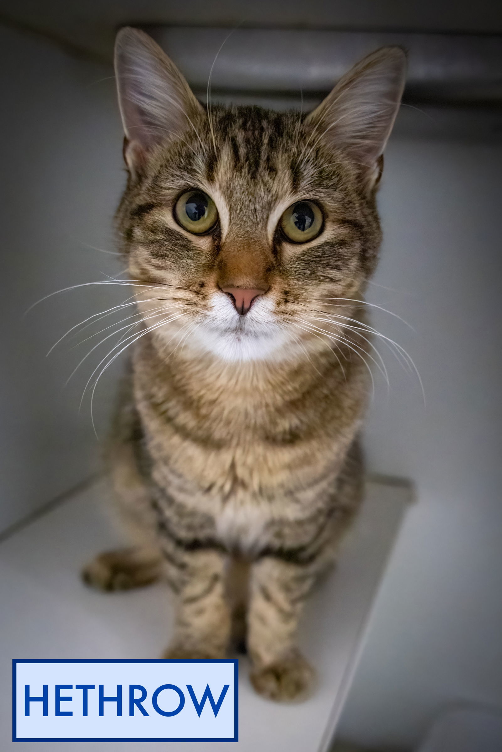 Hethrow (FCID# 10/20/2025 - 23 Trainer)