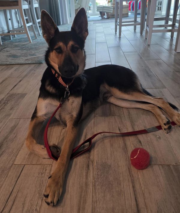 Maverick thumbnail 3