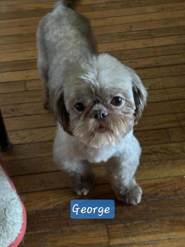 George The Shih Tzu