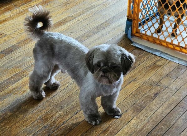 George The Shih Tzu thumbnail 2