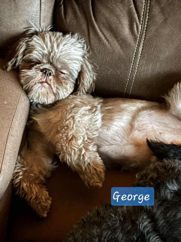 George The Shih Tzu thumbnail 3