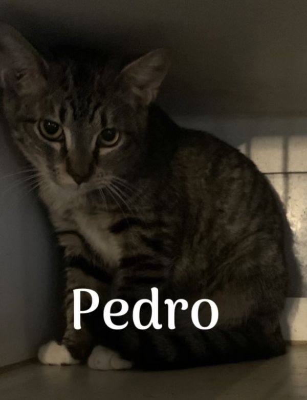 Pedro