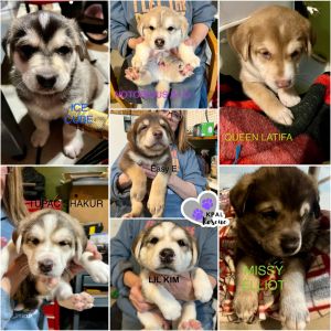 Eazy-E - The Gangstas