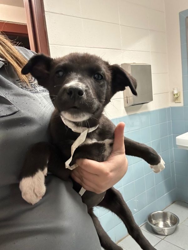 Cranberry thumbnail 2