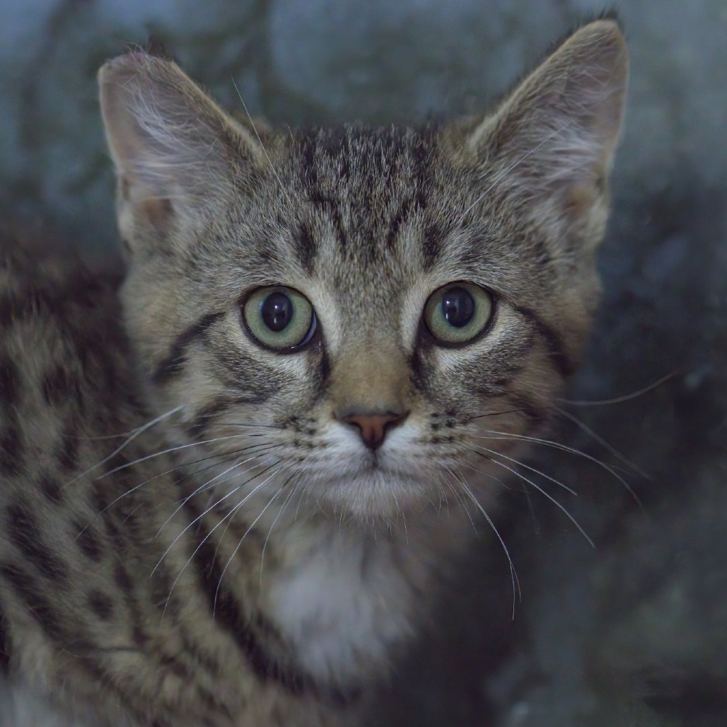 Princess Jello Shots