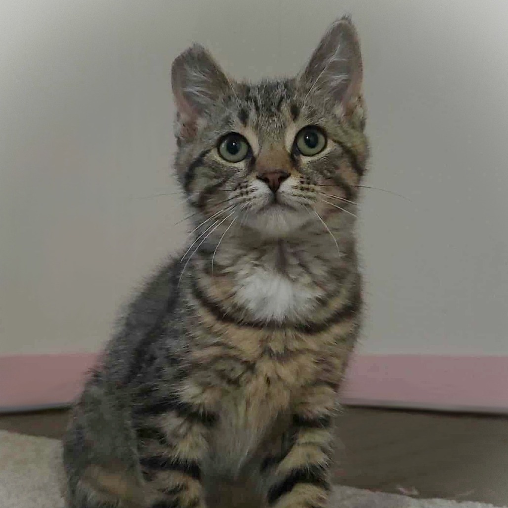 Princess Jello Shots