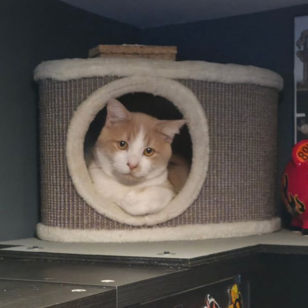 Sweetie Pie thumbnail 2