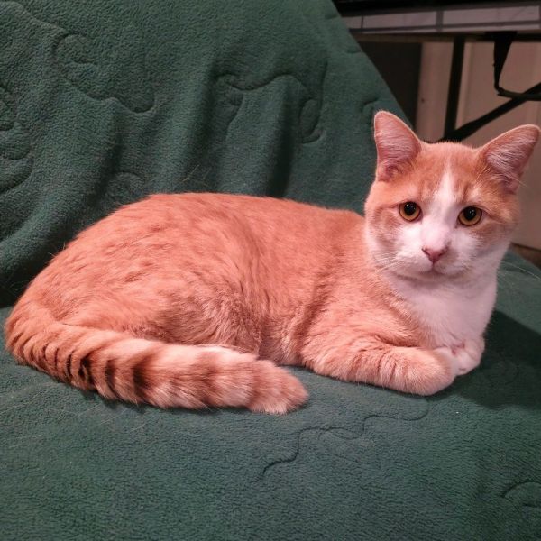 Sweetie Pie thumbnail 3