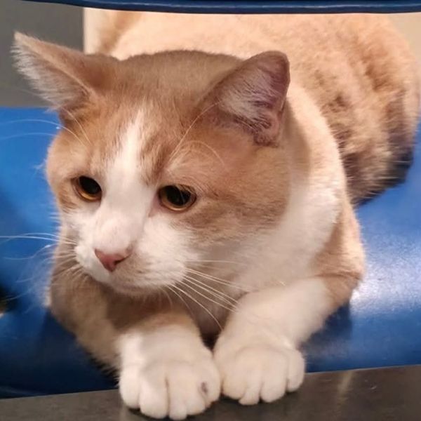 Sweetie Pie thumbnail 4