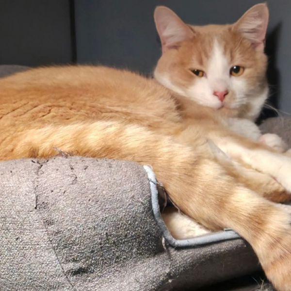 Sweetie Pie thumbnail 5