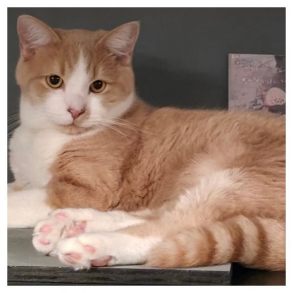 Sweetie Pie thumbnail 6