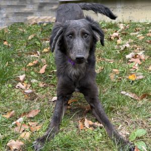 Raisin (Available pending surgery)