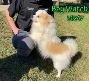 Bay Watch