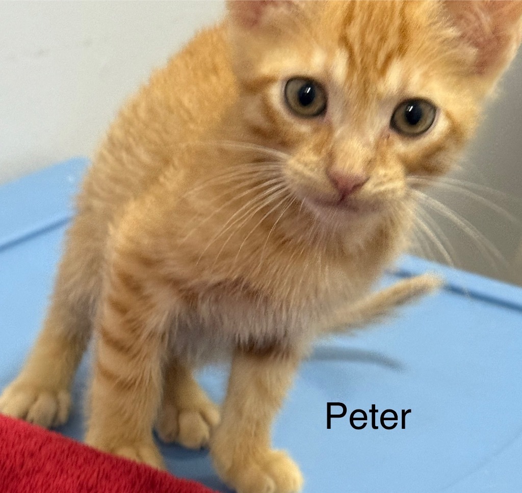 Peter