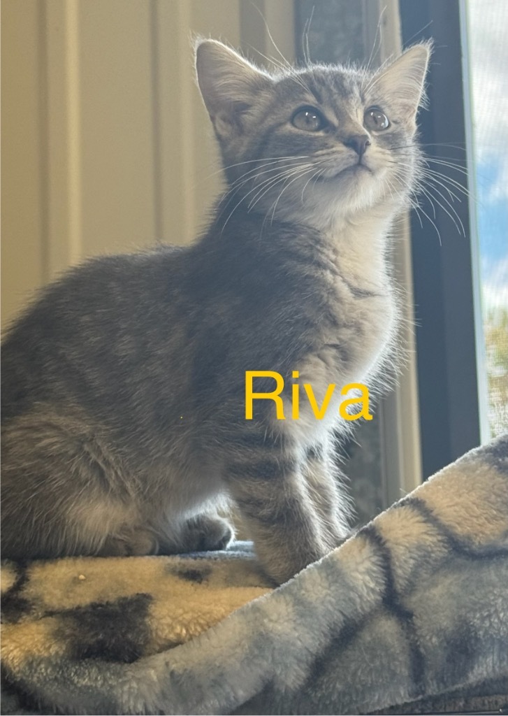 Riva