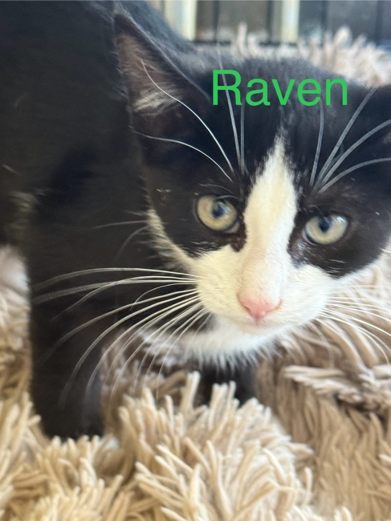 Raven