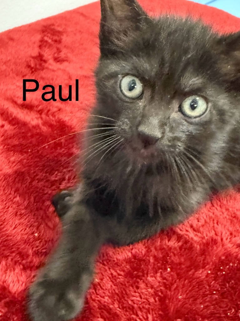 Paul