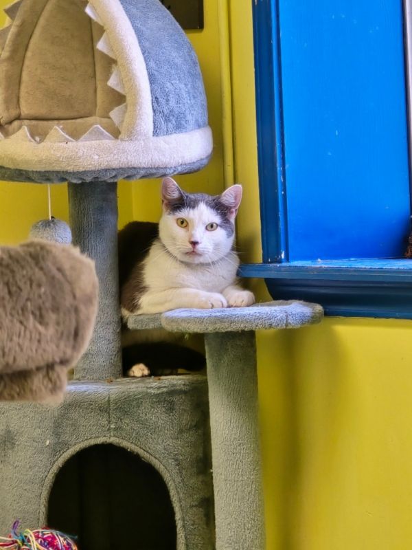 Pistachio thumbnail 3