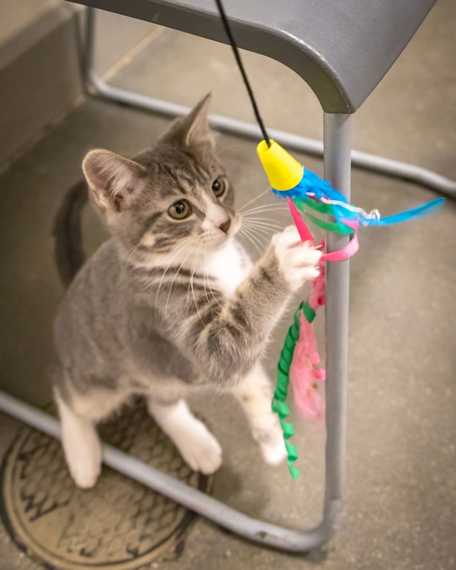 Violet (FCID# 10/16/2025 - 19 Brookhaven PS)