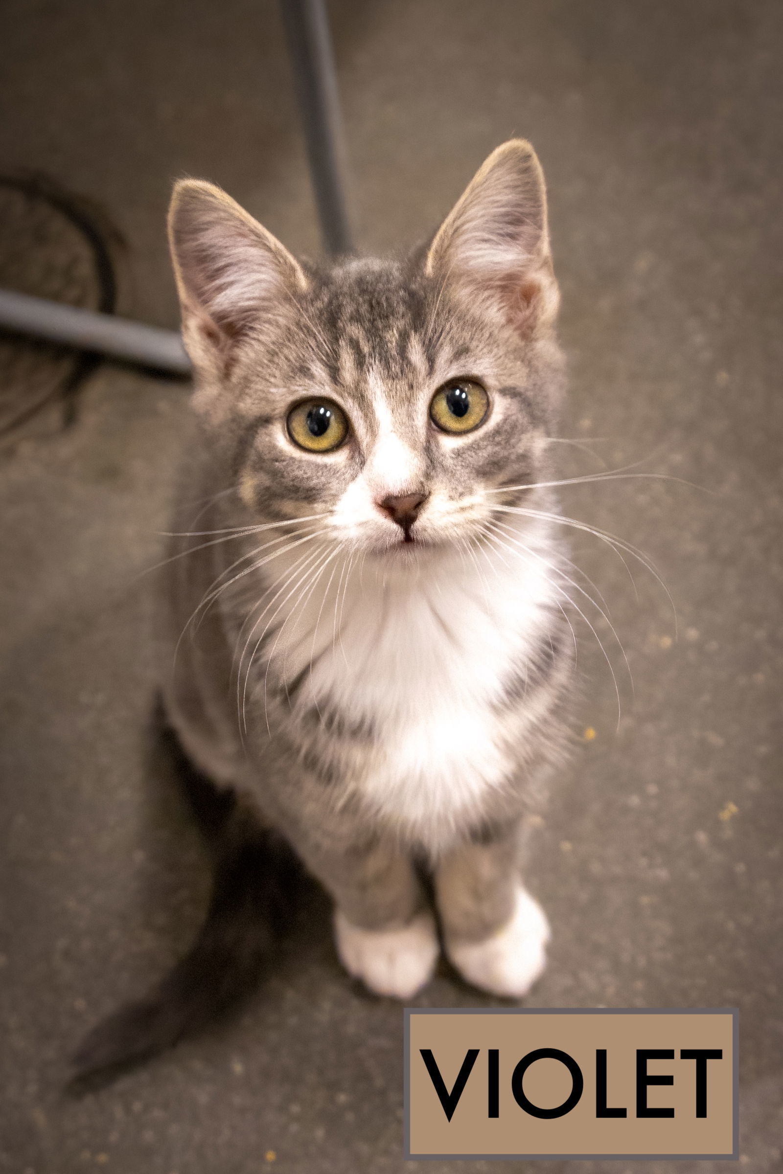 Violet (FCID# 10/16/2025 - 19 Brookhaven PS)