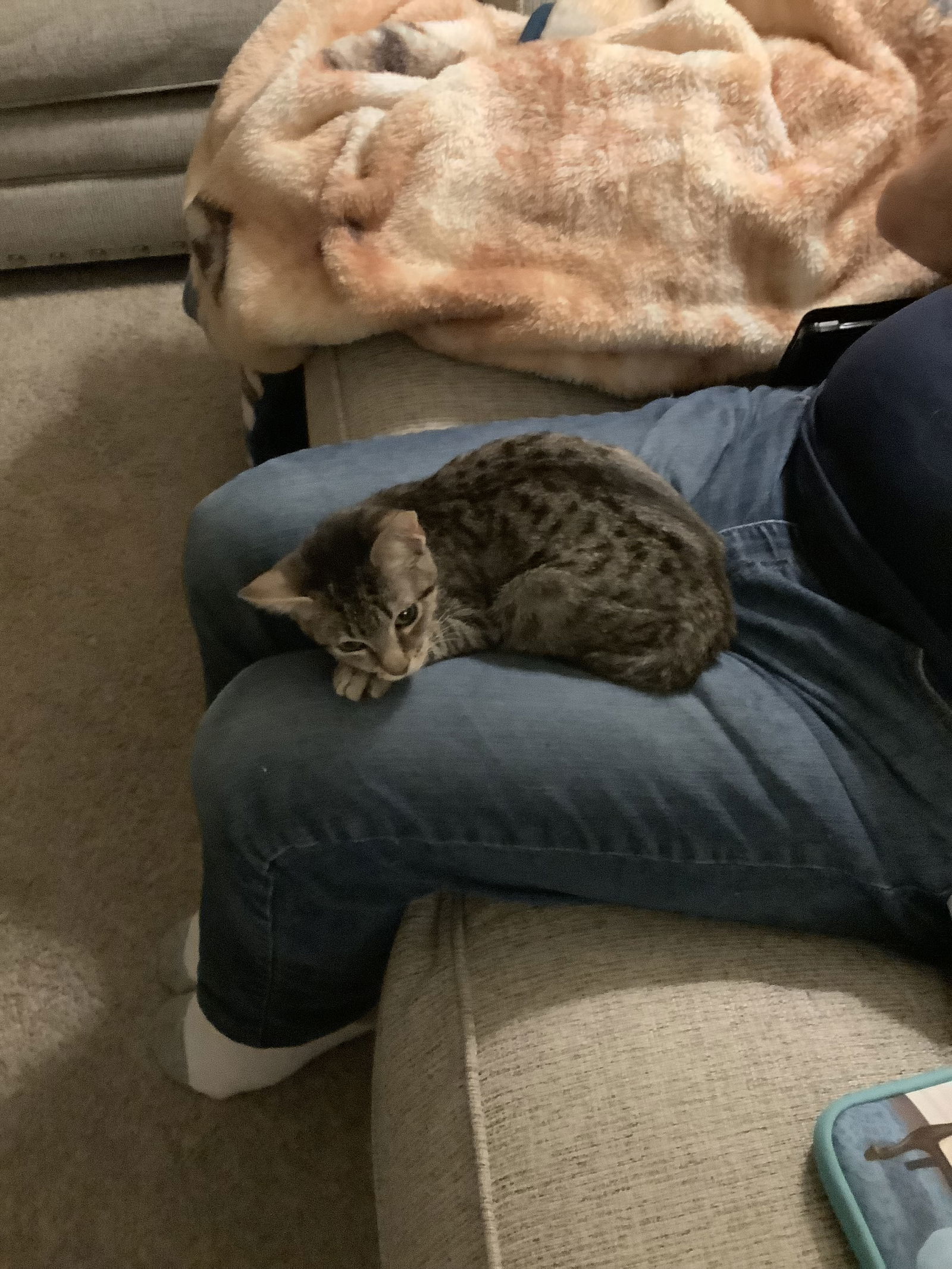 Sunny, Willow Grove Area, (FCID 09/16/2025-136)