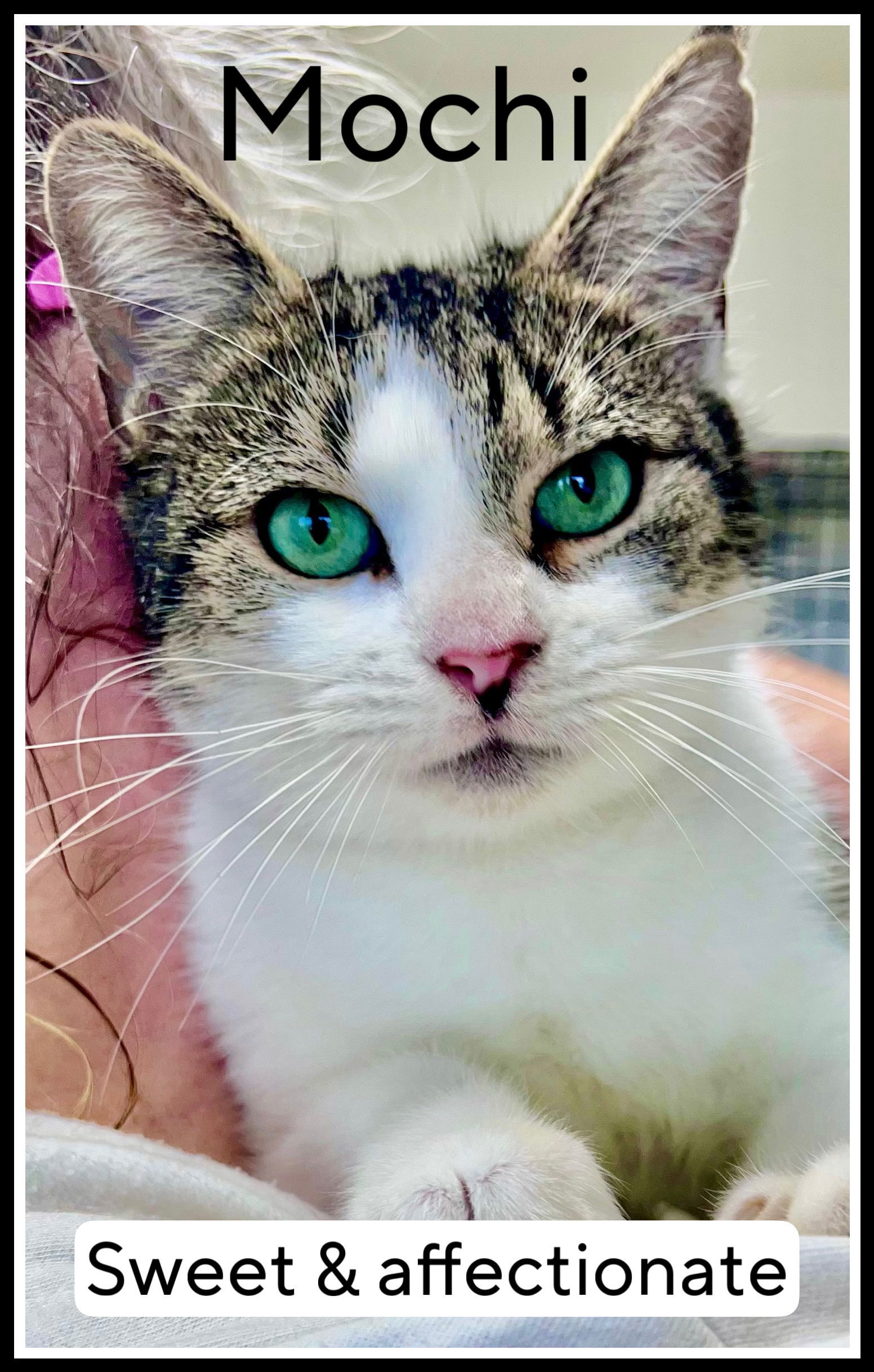 Mochi FCID# 10/31/025 - 105 Willow Grove