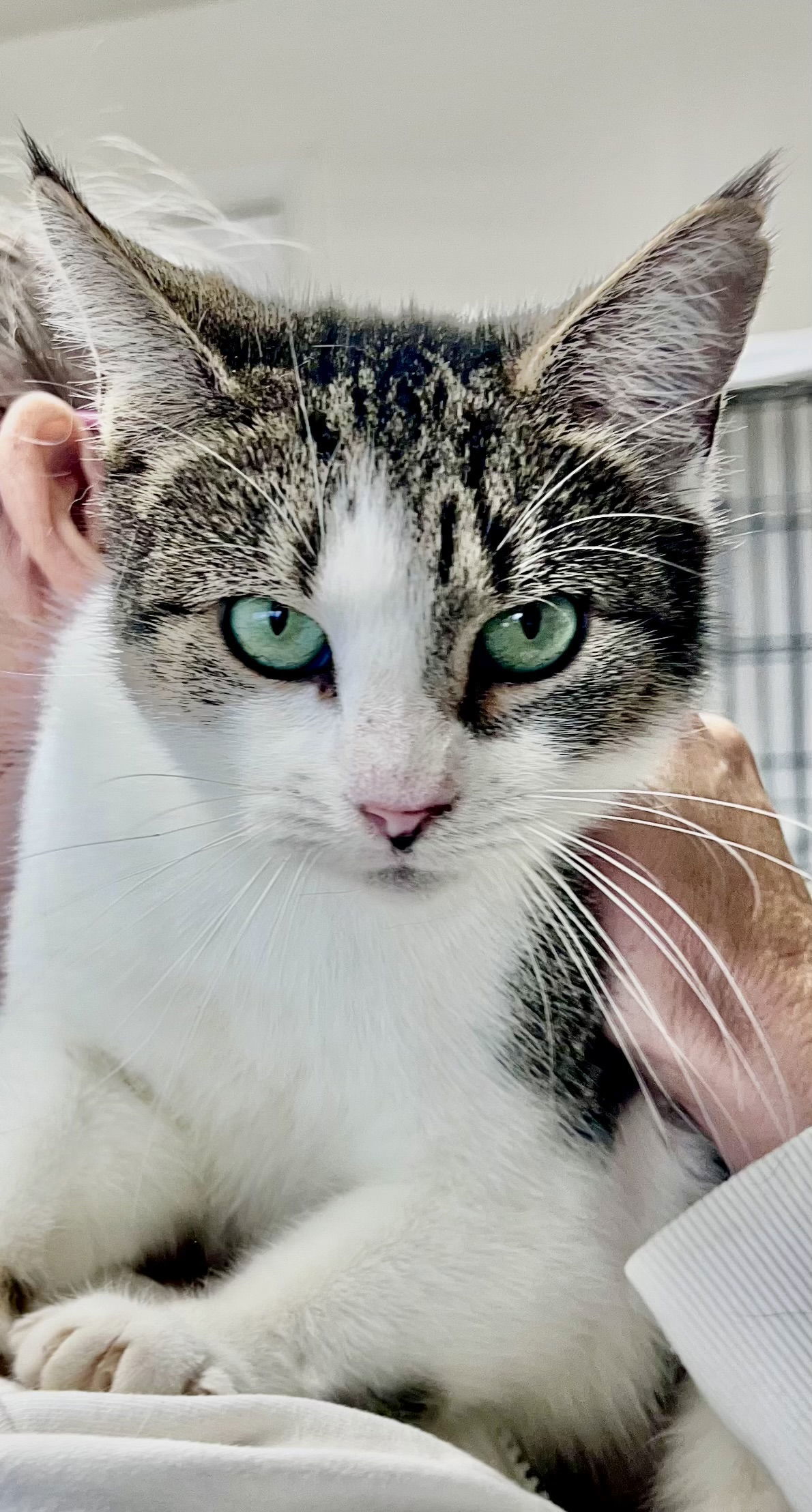 Mochi FCID# 10/31/025 - 105 Willow Grove